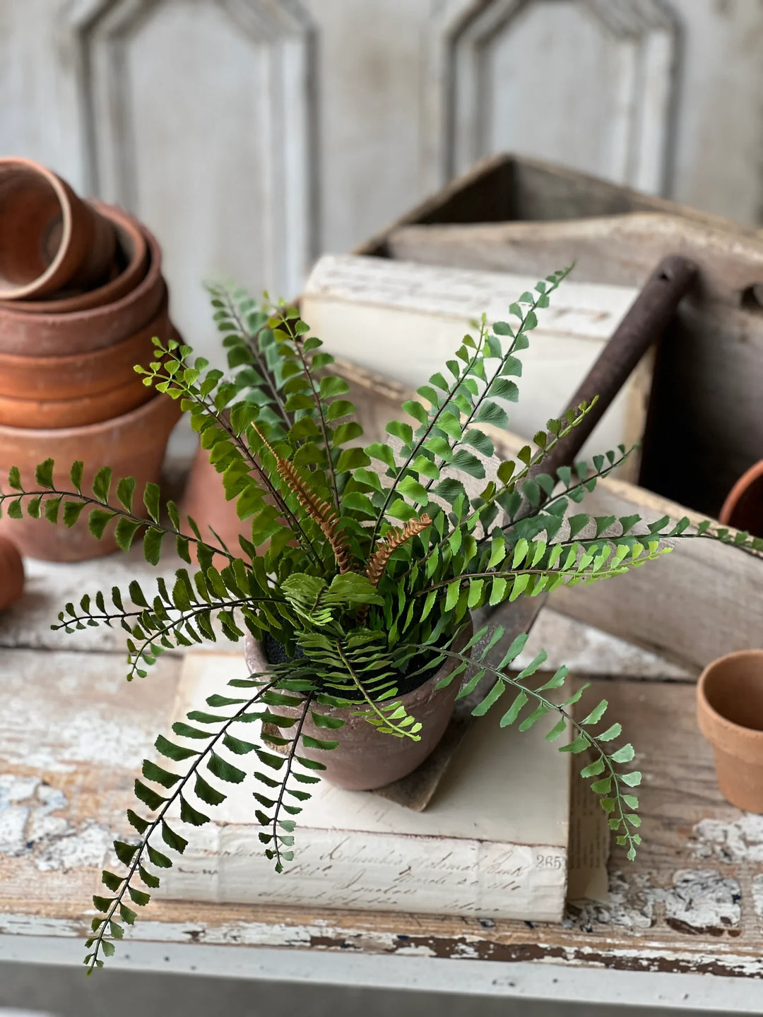 Apprentice Pot, 11" Button Fern