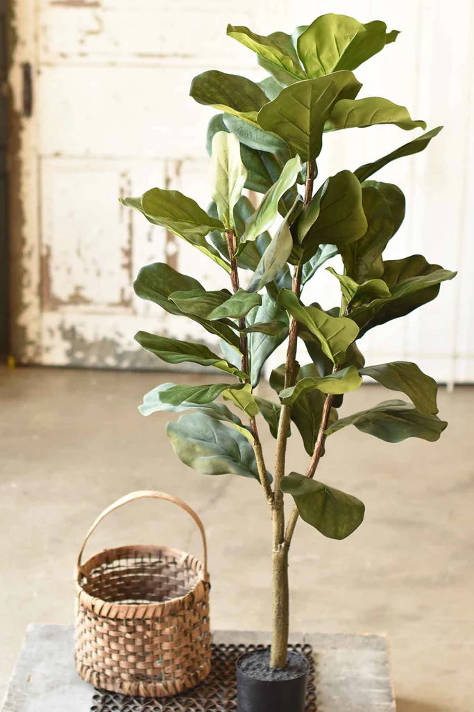 Fetching Fiddleleaf Fig Tree, 5'