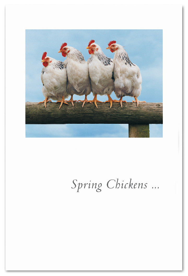 Spring Chickens on Rail Birthday Card Birthday Card