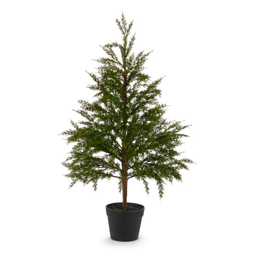 Potted Cedar Tree