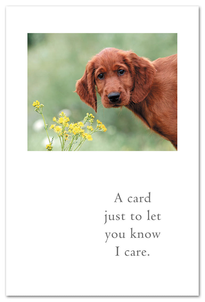 Concerned Retriever Thinking of You Card